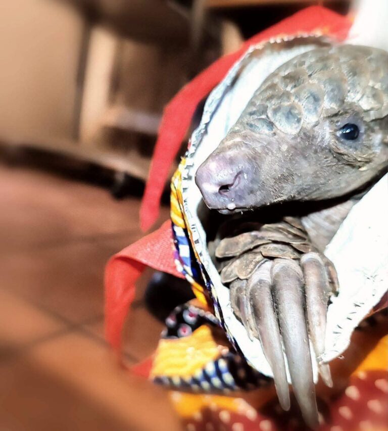 Botswana National Arrested After Live Pangolin Found During Border Patrol Operation