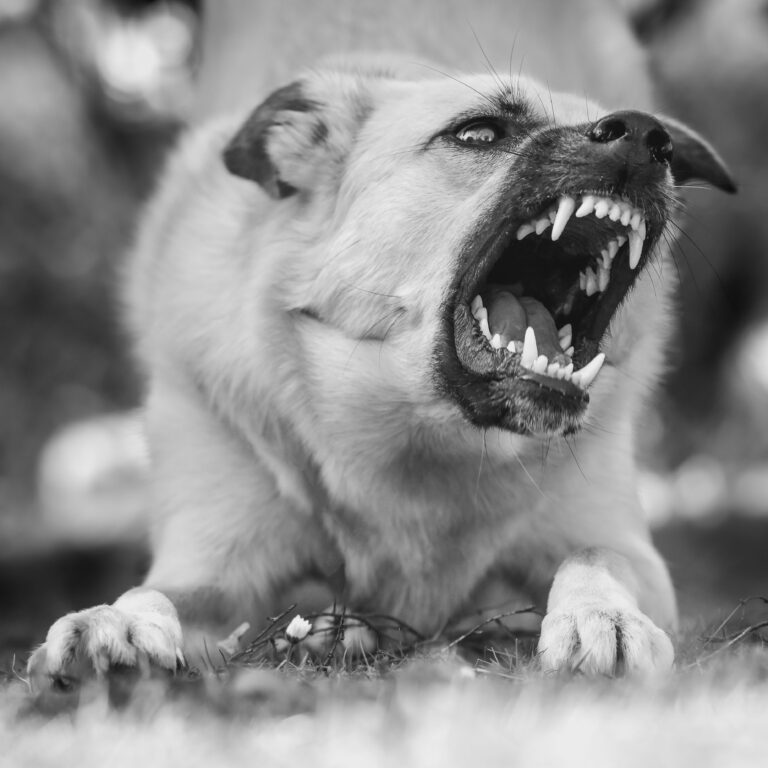 Rabies Death Toll Climbs to 15 as Country Braces for World Rabies Day 20